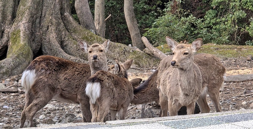 なつうり tweet media