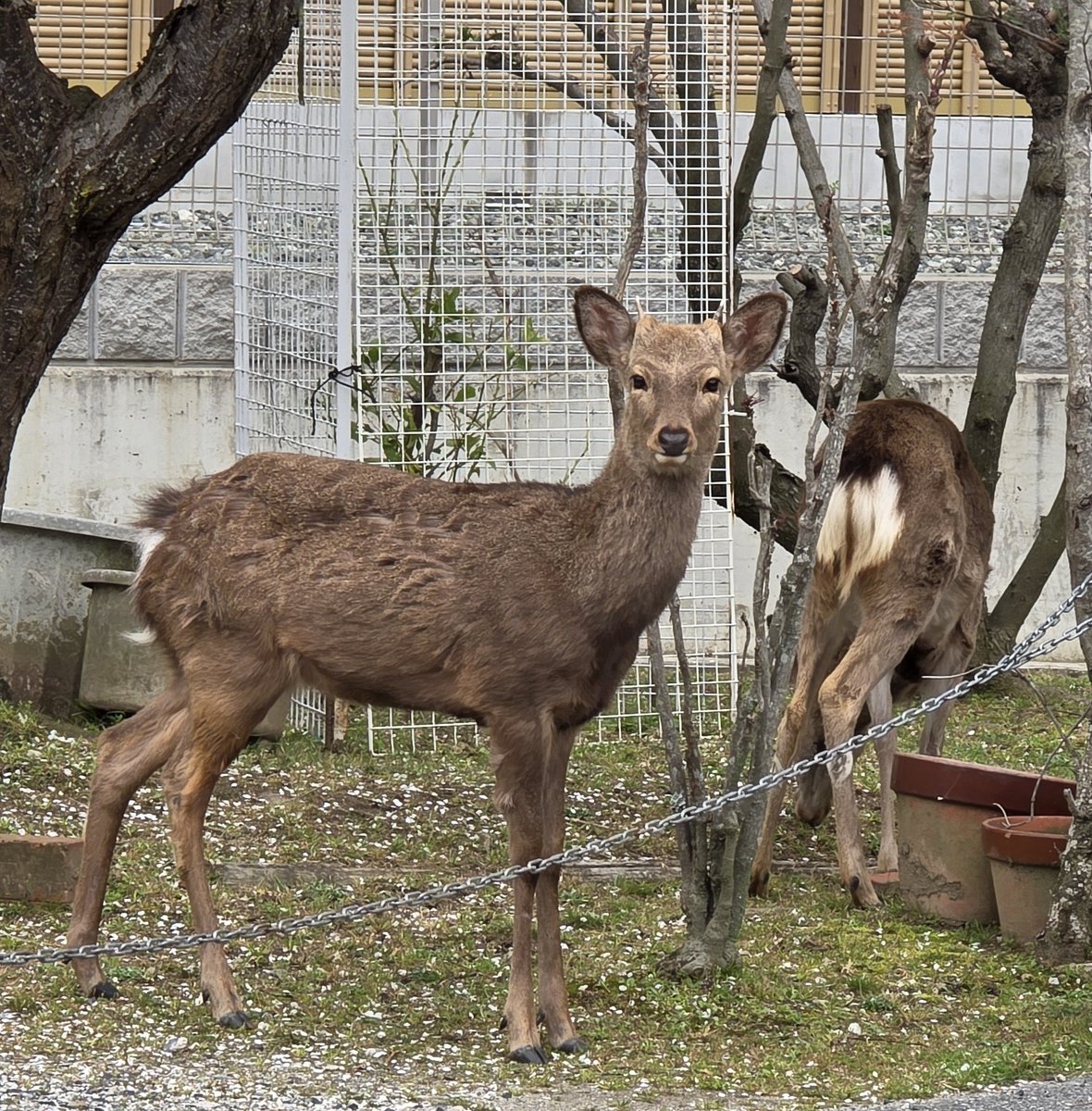 なつうり tweet media