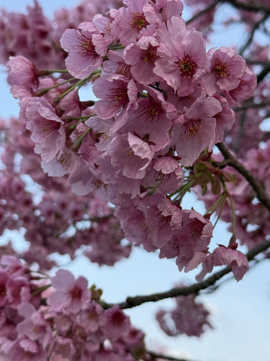 usako1265's tweet photo. 夕景に染まる手前。
2箇所の桜巡り。 https://t.co/iwKlKaUPIo