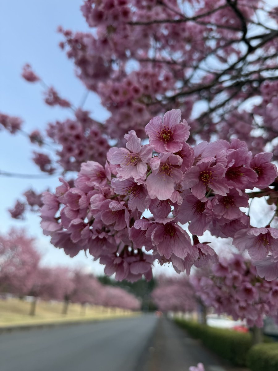 usako1265's tweet photo. 夕景に染まる手前。
2箇所の桜巡り。 https://t.co/iwKlKaUPIo