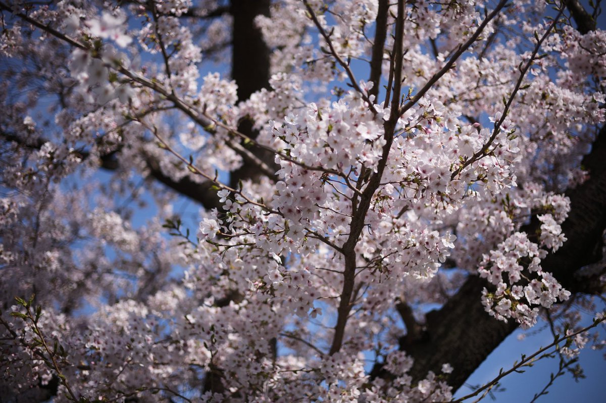 Decheeee tweet media