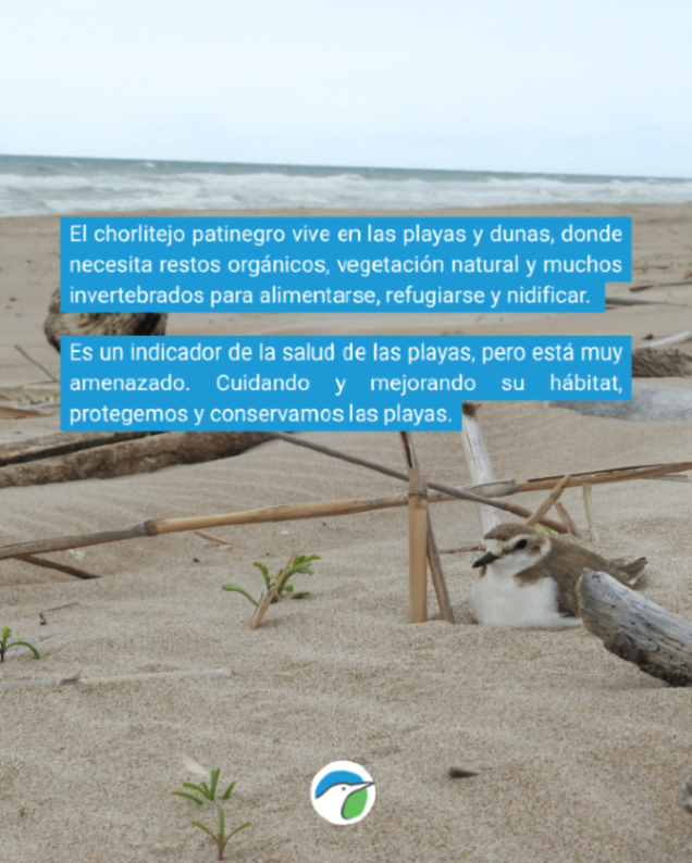 SEO/BirdLife tweet media