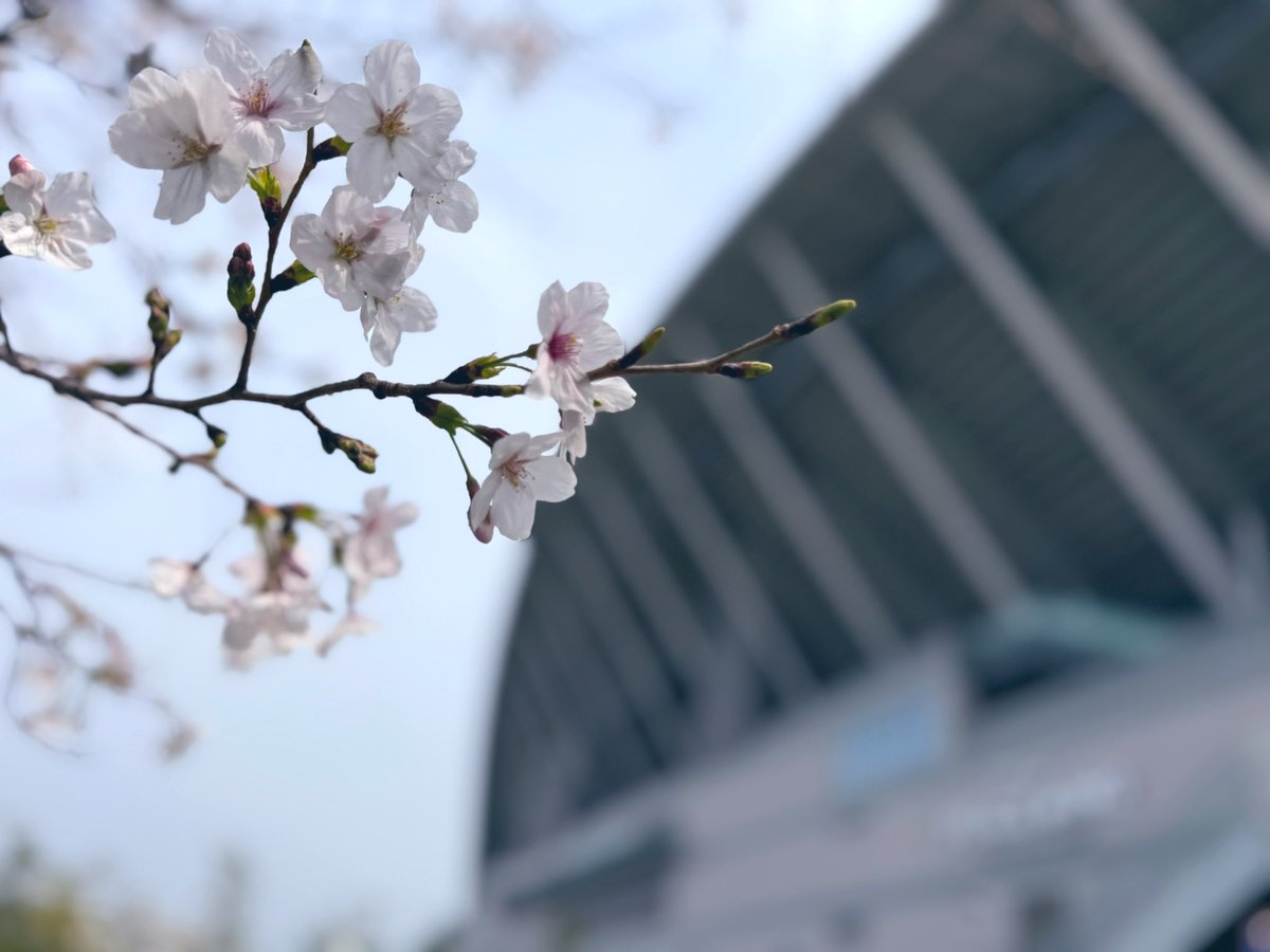 エディオンピースウイング広島 tweet media