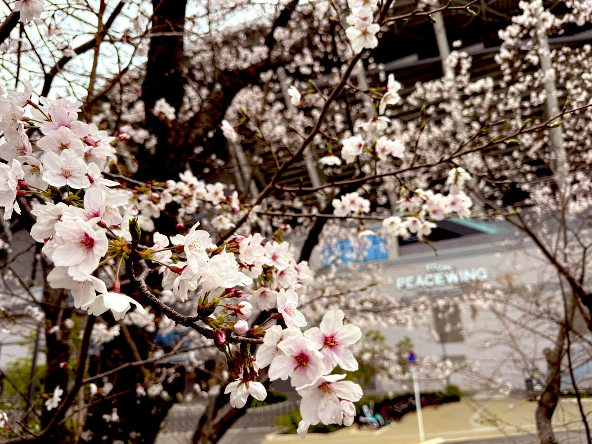 エディオンピースウイング広島 tweet media