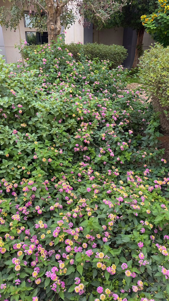 The SuperNova tweet media