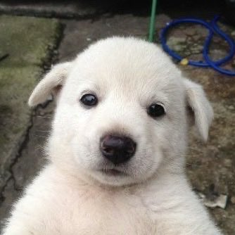 no context pp tweet media