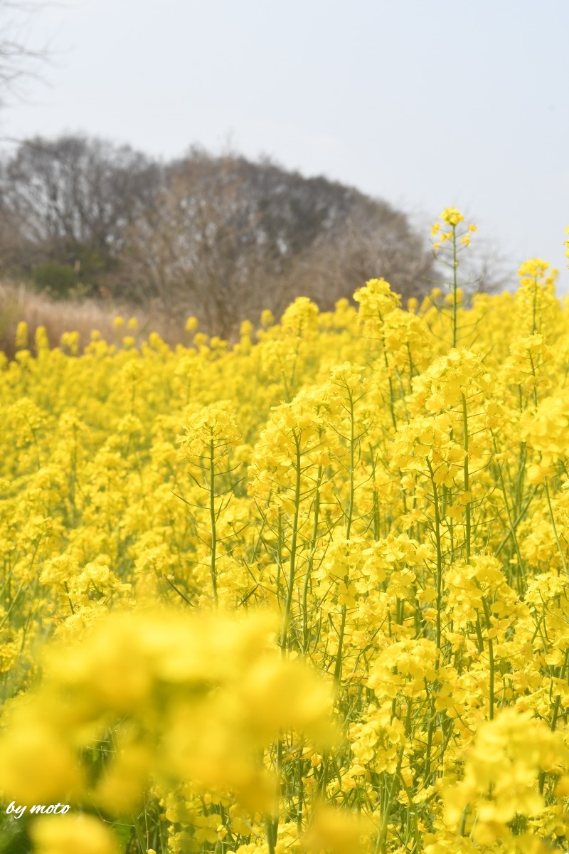 #アブラナ #ナノハナ ～鮮やかな黄色に染まる～ 油菜：別名ナノハナ：アブラナ科アブラナ属 #小貝川河川敷 にて 2026/3/29 #TLを ...