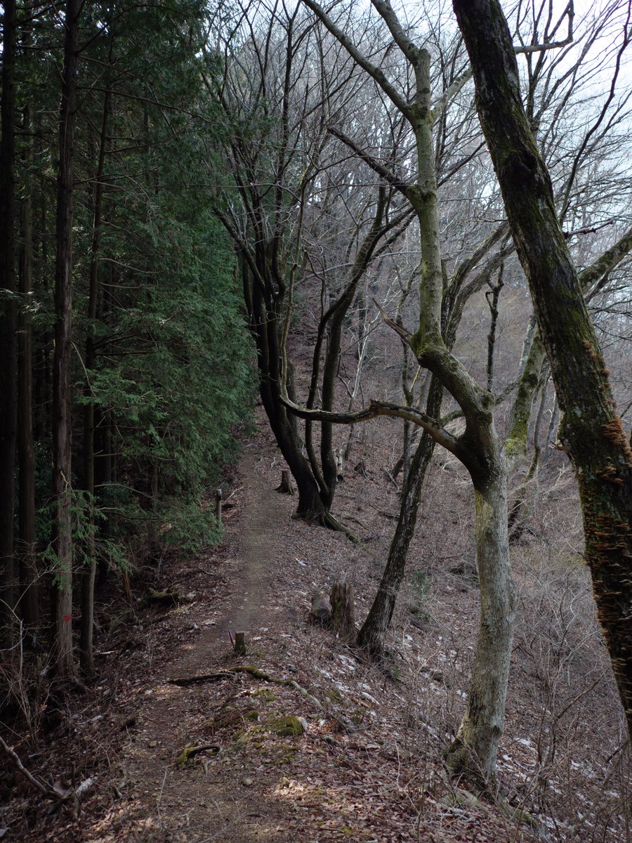 frak_ia's tweet photo. 大下→木下沢林道→狐塚峠→堂所山→小仏峠→小仏

久しぶりに山中で雨に降られて下りてくると、猿の群れに遭遇。皆かわいらしい。

leica dg summilux 15mm f1.7 https://t.co/F87uoZFfTX