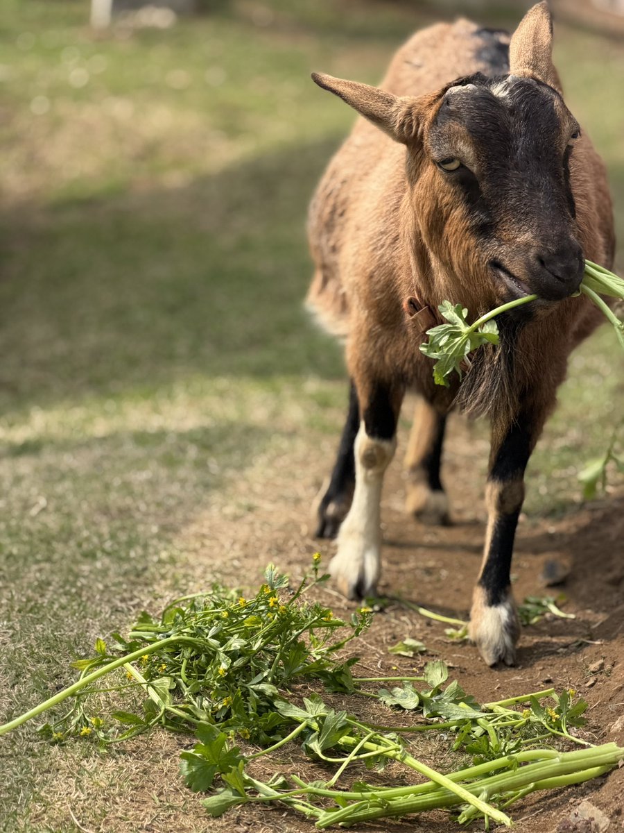 ちやみずき@Alexander tweet media