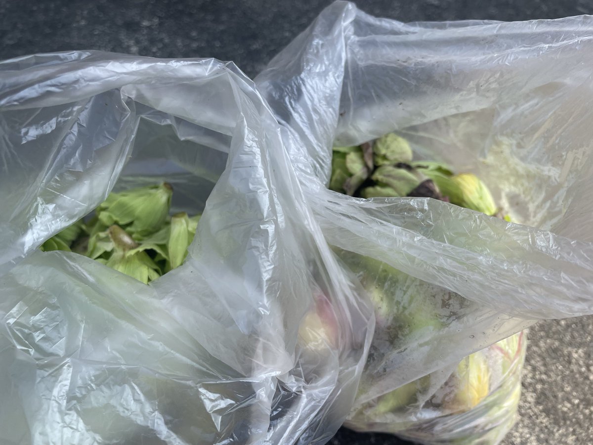 めぐめぐ tweet media