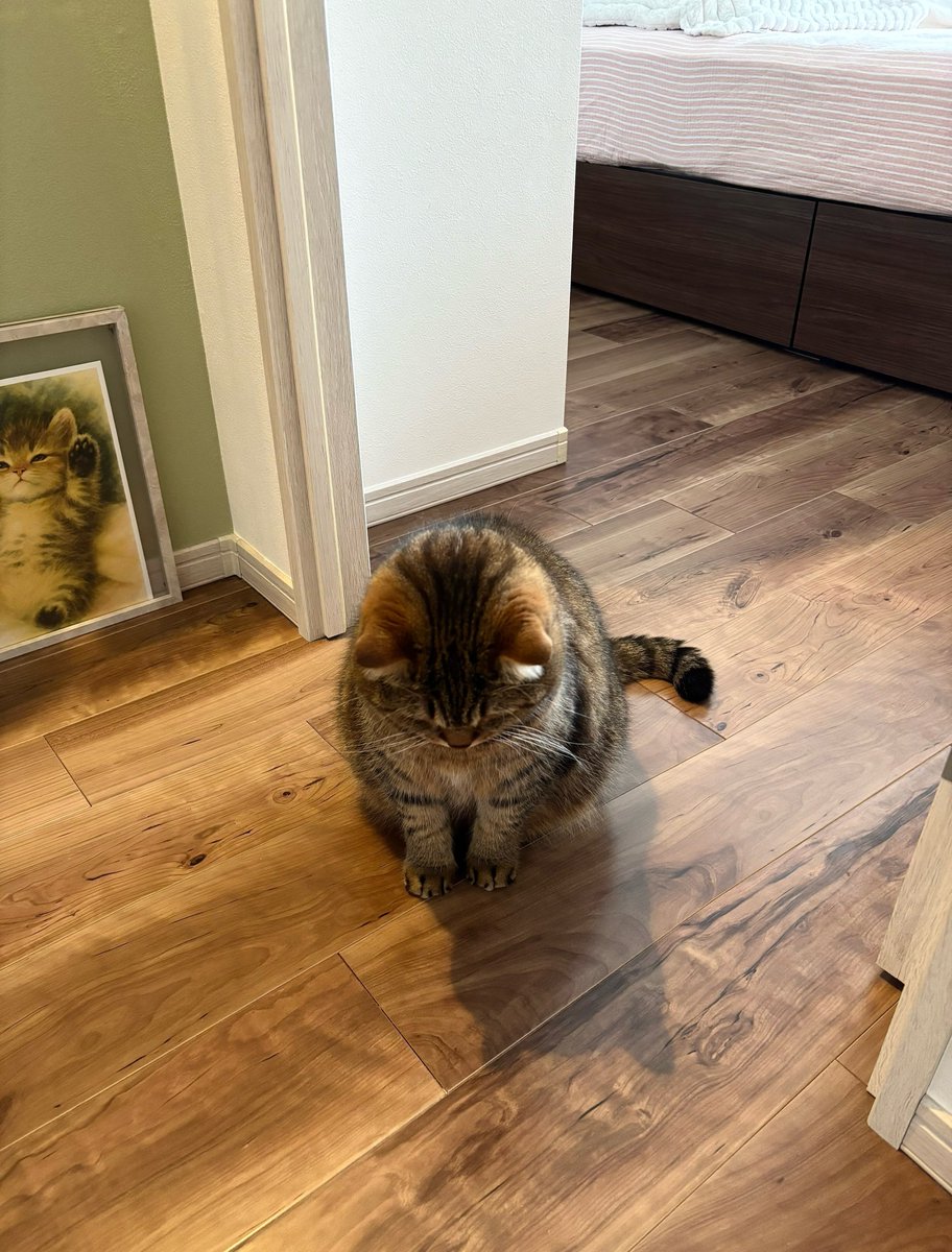 どんぐり@パヤ毛のどんぐり tweet media