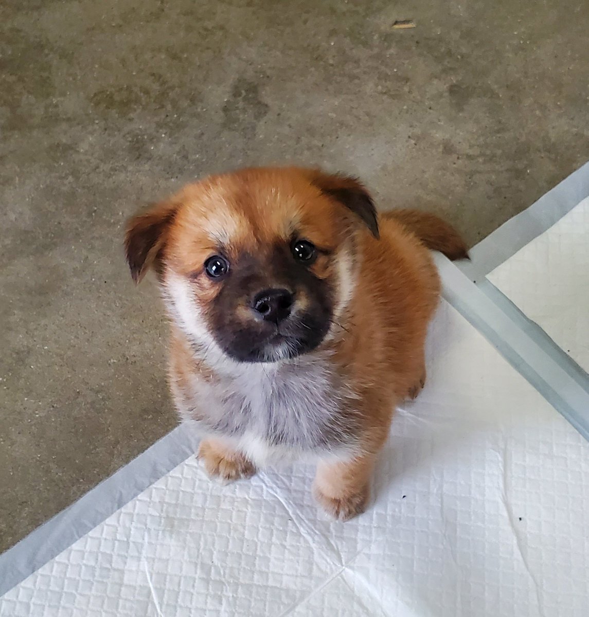 ただの猫ゃで tweet media