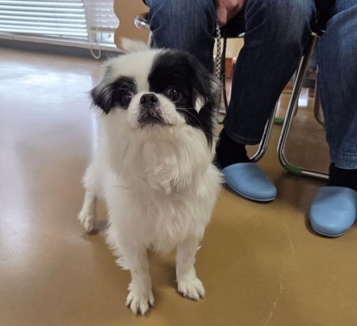 ただの猫ゃで tweet media