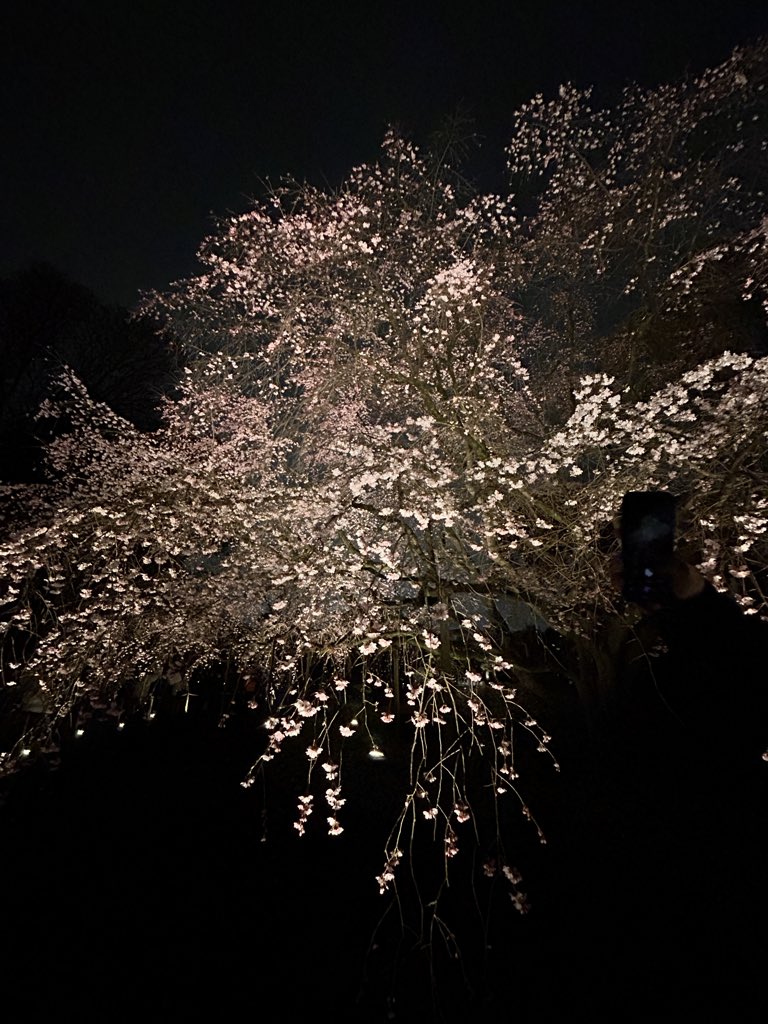 amelianebula's tweet photo. The weeping sakura 🌸 is unbelievable https://t.co/eaN6i6bJV0