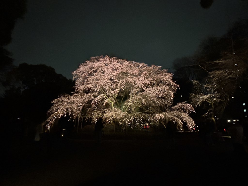 amelianebula's tweet photo. The weeping sakura 🌸 is unbelievable https://t.co/eaN6i6bJV0