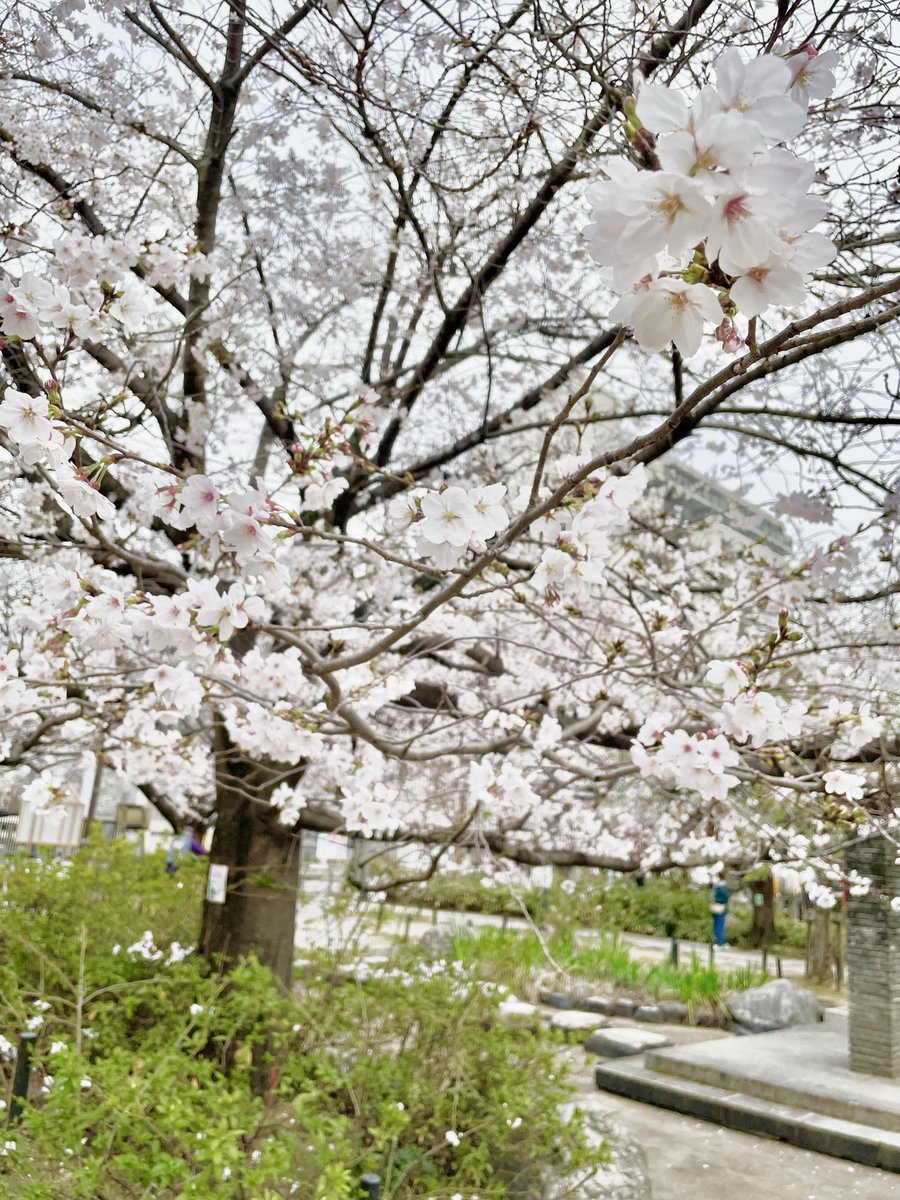 gabuuuu's tweet photo. 桜きれいに咲いてた🌸 https://t.co/4Z8vlfjZcs