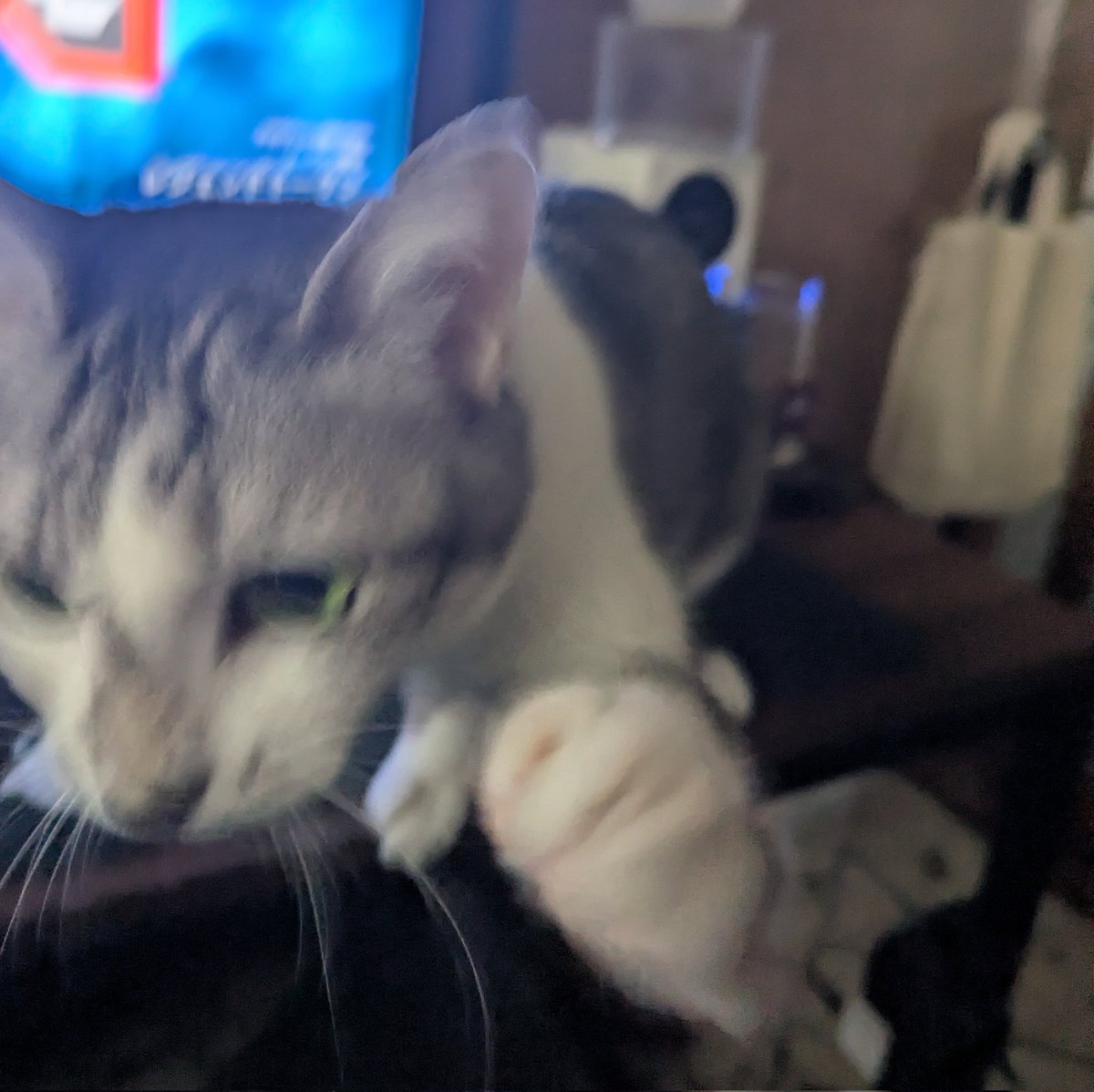 だれしら@エペ tweet media