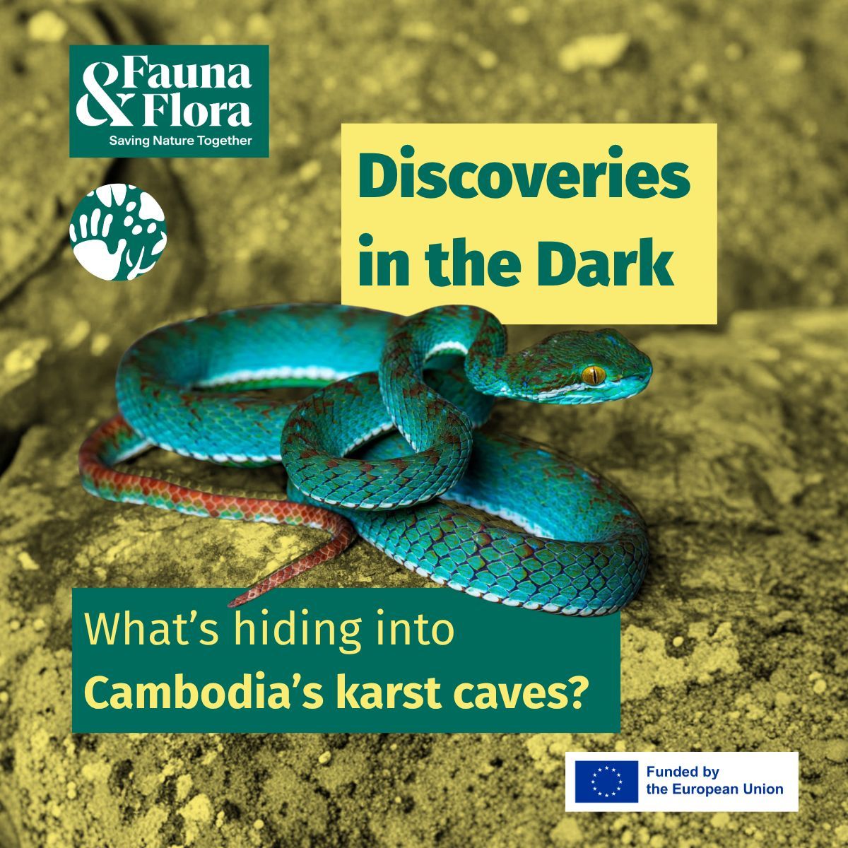 BcomingEU's tweet photo. What lies beneath Cambodia’s karst caves?
Thanks to our partners at Flora &amp; Fauna, we know that these ecosystems are a world of undiscovered species and ecosystems on the brink. 

Read to discover the importance of these hidden habitats!
https://t.co/os2mb94tii https://t.co/aEPEseuoD2