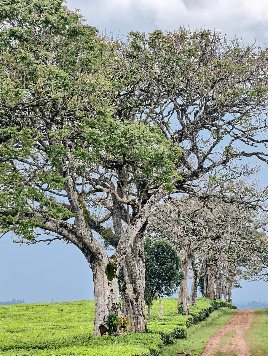 Ronnie Chirchir tweet media