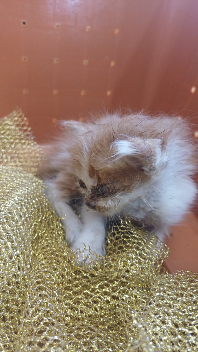 vlinderla's tweet photo. guys tips ngurus kitten tanpa induk, matanya belekan sampe ketutup, dikasih susu juga ngga mau, solusinya gimana yaa?? pict kiri pas baru aku temuin, pict kanan pas udah aku bersihin https://t.co/0uSL3RRj9Y