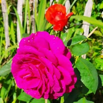 Marlies Kloppenburg tweet media