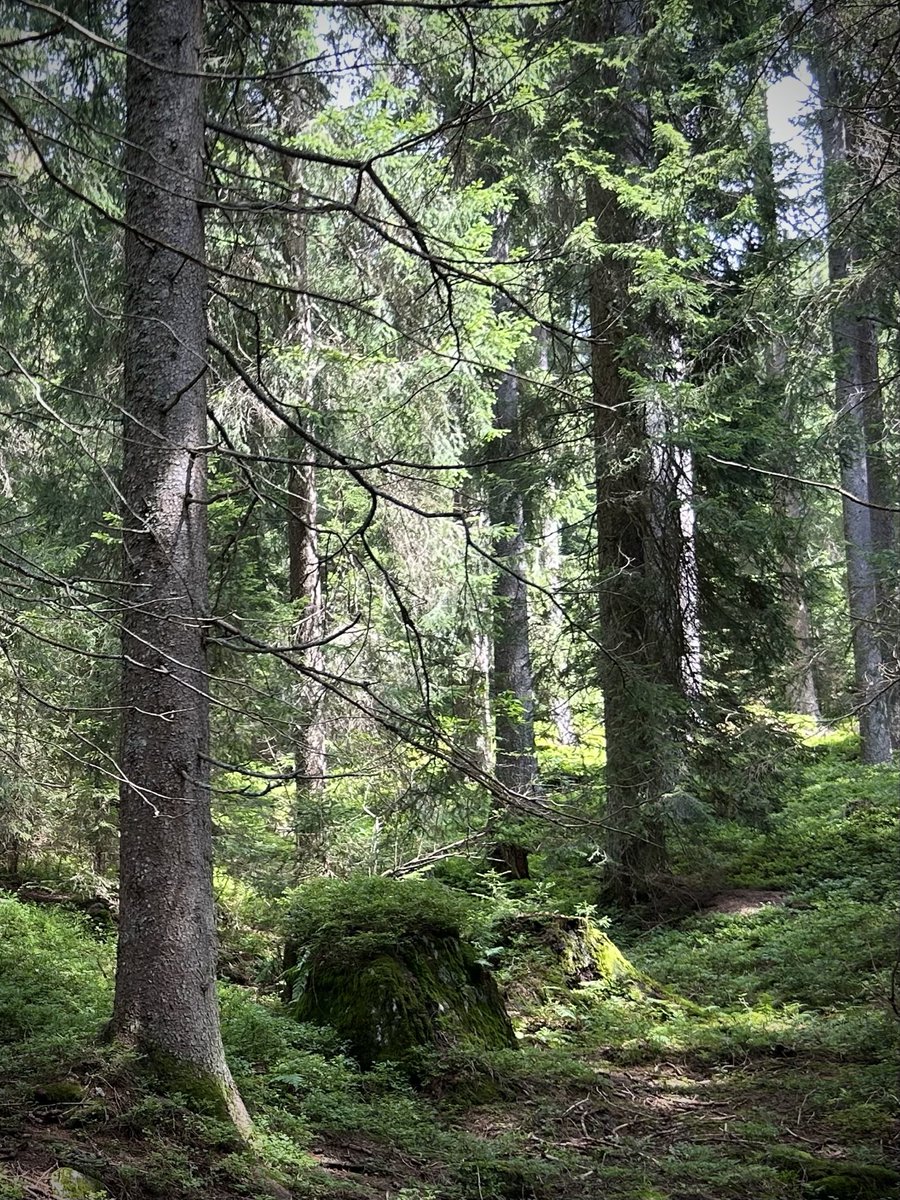 PortmannCarrick's tweet image. away from it all
#forest