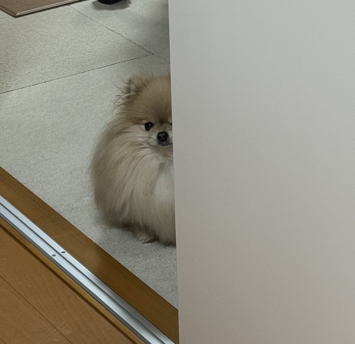 なごみ🍵ポメラニアン tweet media