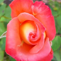 Marlies Kloppenburg tweet media