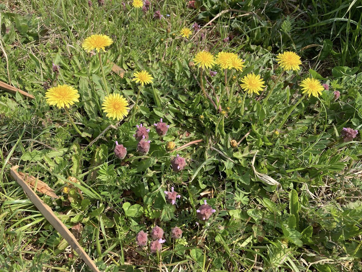 朝ん歩の風景、１枚目の写真は、桜じゃなく、いぬなしというそうです、珍しい花と書いてありました(^^)