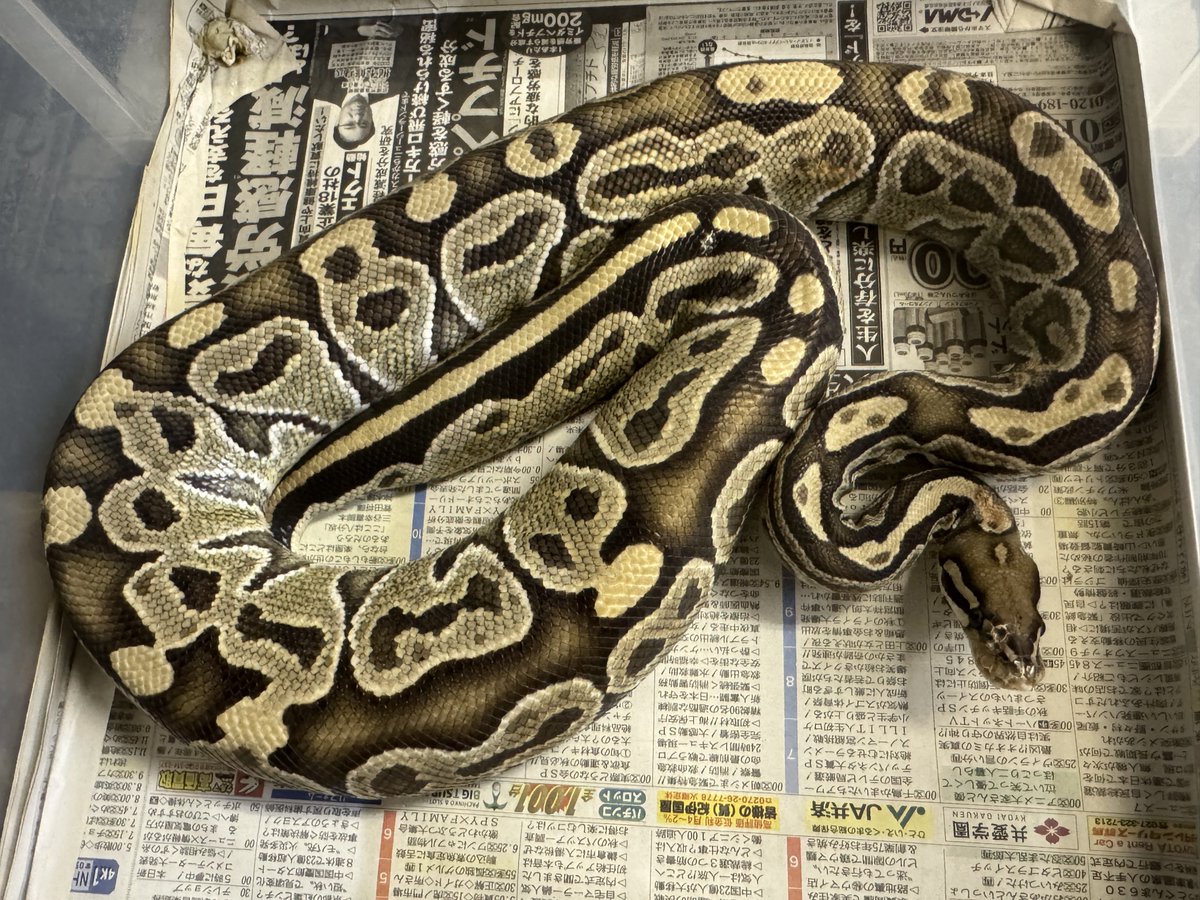 🍺こう🦎🍻🍢 tweet media