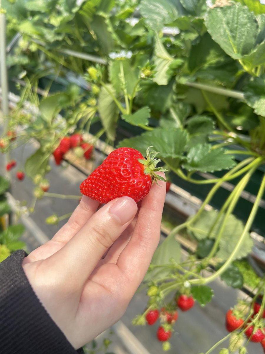 マヨイ・ポ・メラニアン tweet media