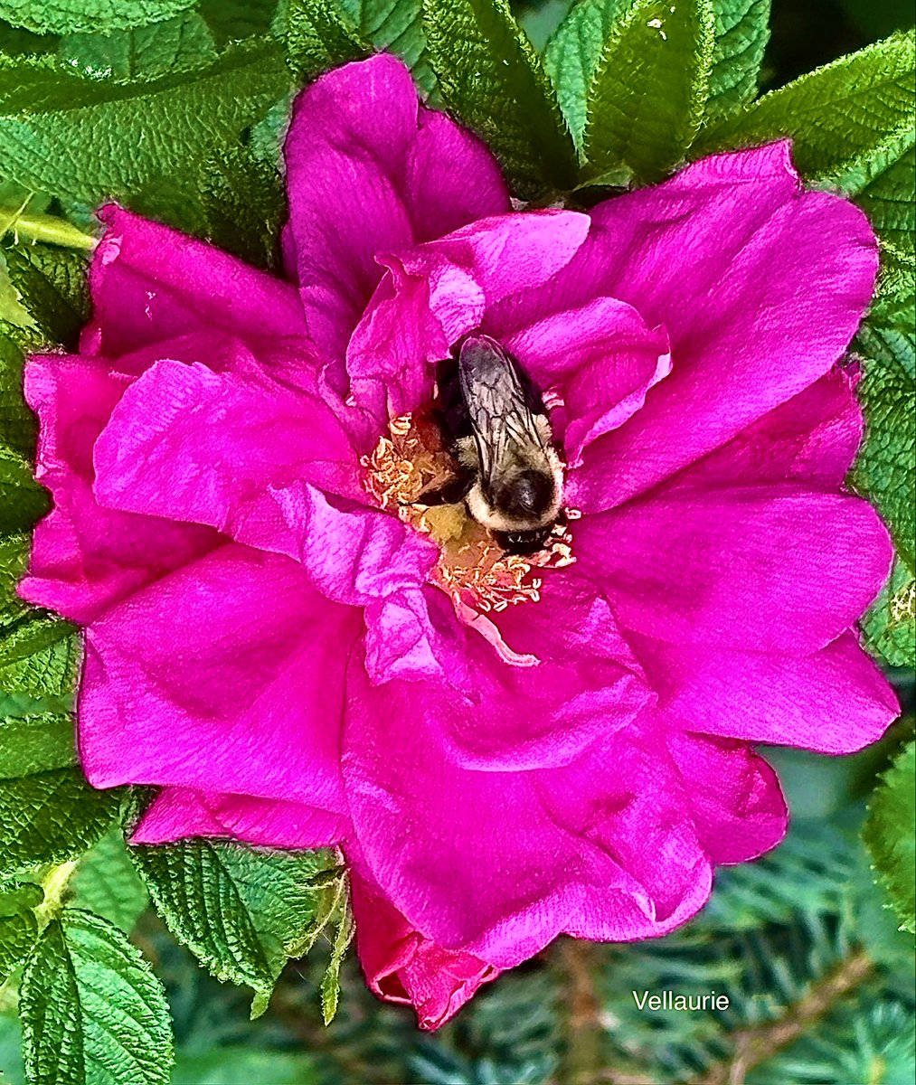 Vijay Ellaurie tweet media