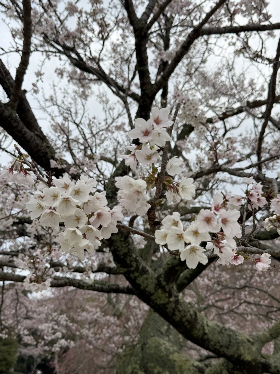beautiful_Izu's tweet photo. 3月30日さくらの里（伊東市）の桜です。伊東桜やソメイヨシノなどが見頃です✨
夜桜鑑賞会も実施中
🌸さくらの里夜桜鑑賞会
4月5日まで18時から21時まで

#伊東　#さくらの里　#伊豆観光　#伊豆旅行 https://t.co/d2t7NXcX7H