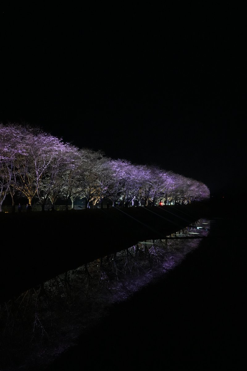 NaribouS's tweet photo. 杖立行ったらマリオカート居た！
杖立からの久留米の流川の桜並木、法華原華庭園の枝垂れ桜、滑り込みで轟地区のライトアップに🏍️💨 https://t.co/RWfoBNA3IE