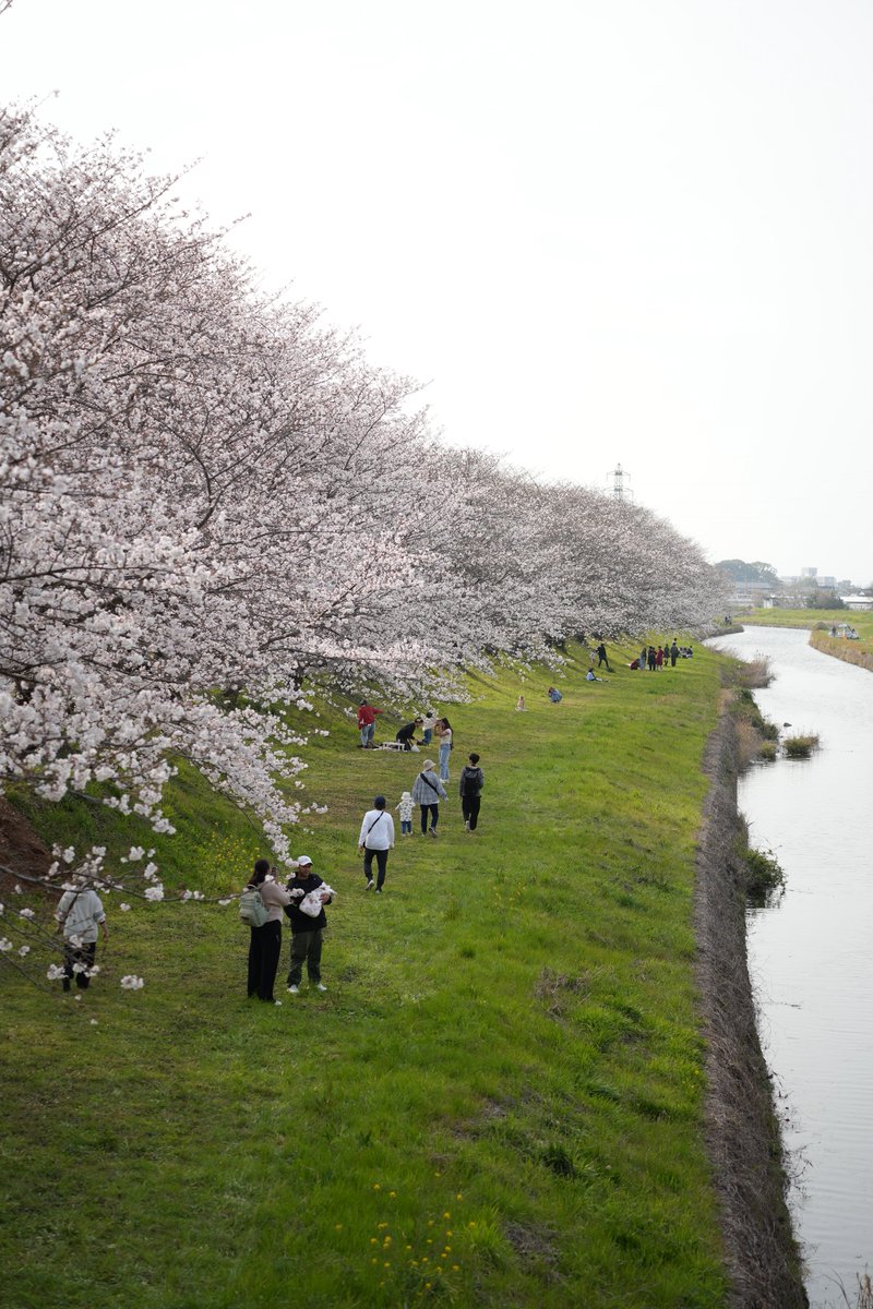 NaribouS's tweet photo. 杖立行ったらマリオカート居た！
杖立からの久留米の流川の桜並木、法華原華庭園の枝垂れ桜、滑り込みで轟地区のライトアップに🏍️💨 https://t.co/RWfoBNA3IE