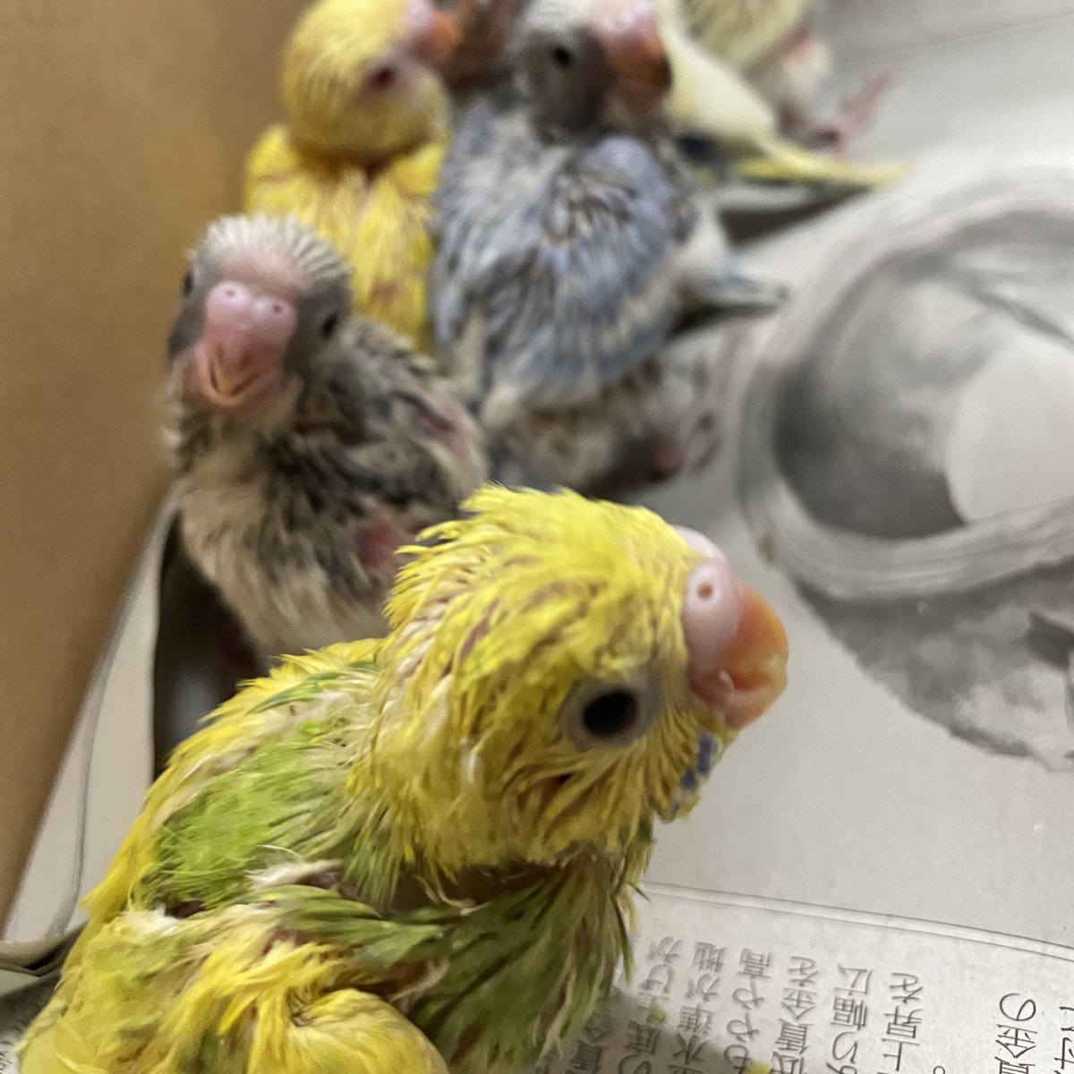 明日は大雨の予報が出ました。今高知の空もどんよりしてます。これは今日にでも来そうですね。
ヒナたちにエサをやっておかなきゃ。