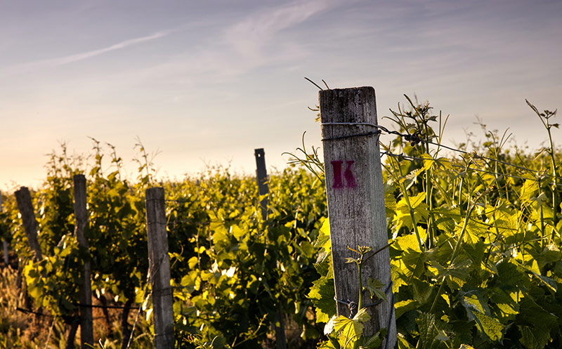 Lebensmittel Praxis tweet media