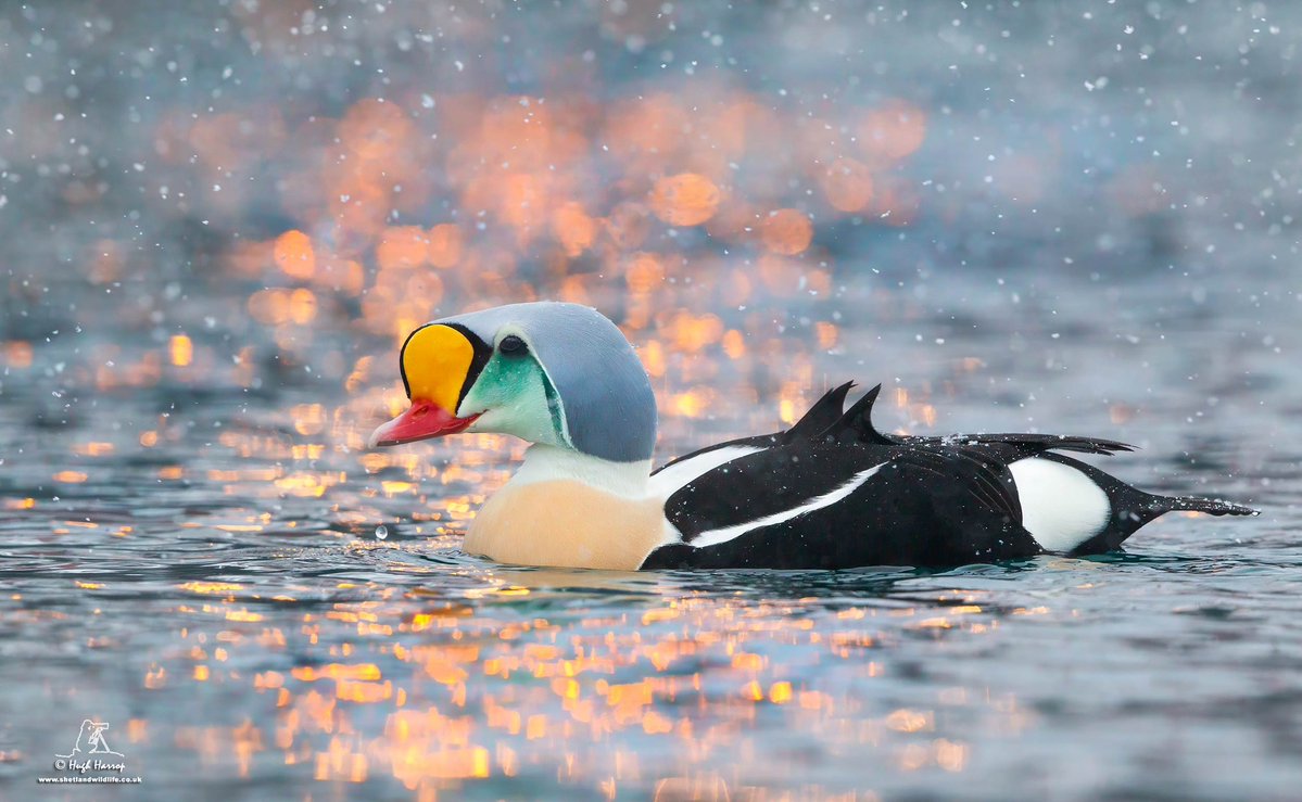 Hugh Harrop Wildlife tweet media