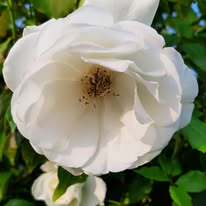 Marlies Kloppenburg tweet media