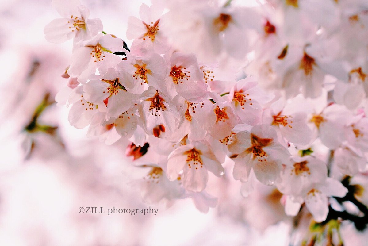 ☆°。じる Photography °。☆ tweet media