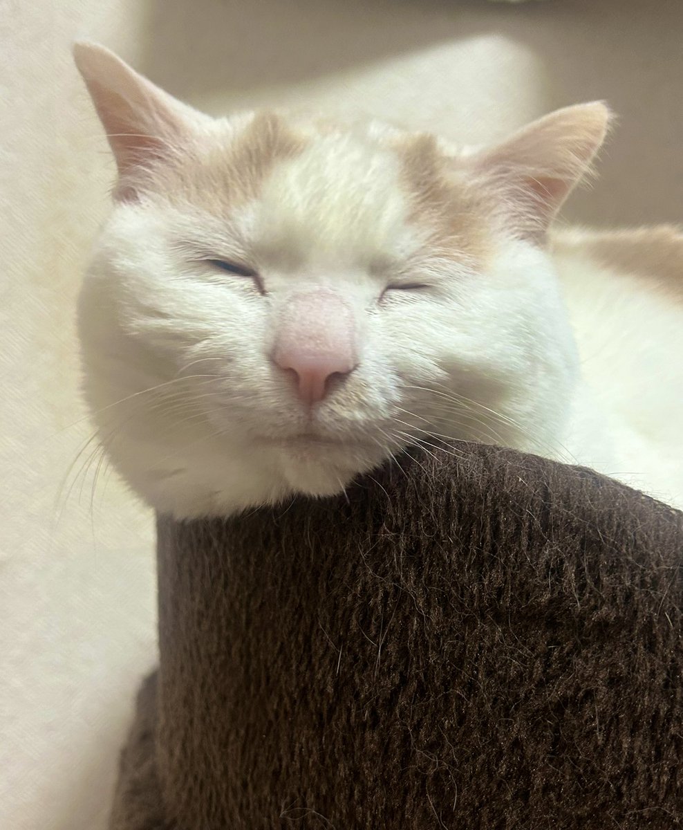 みさとさん tweet media