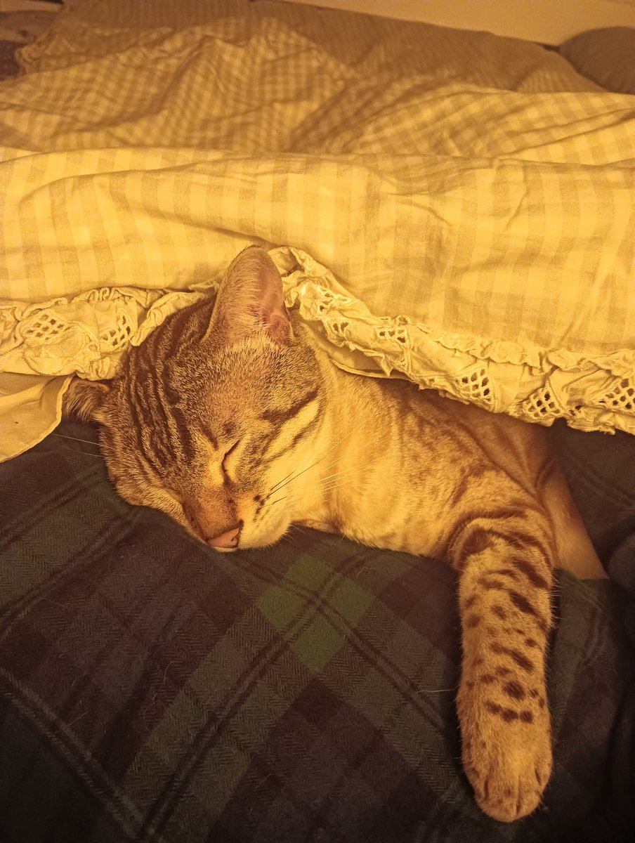 Rosastra tweet media