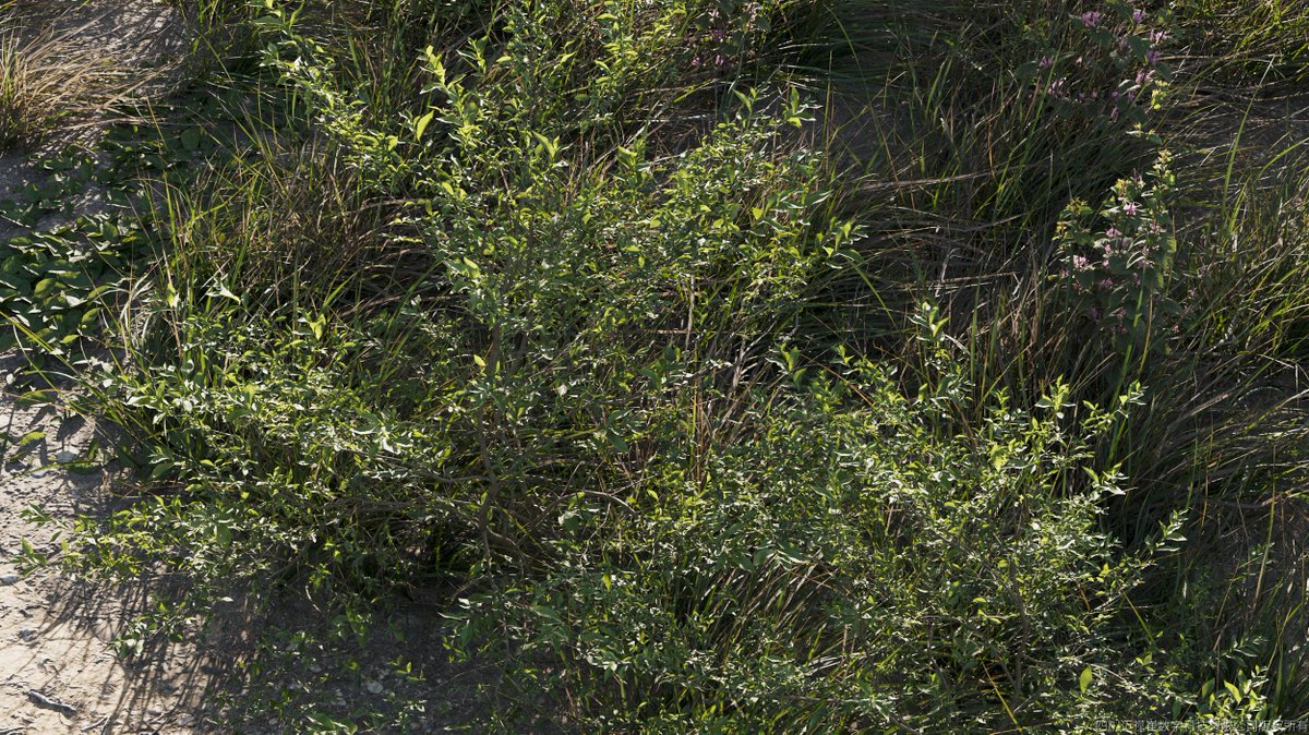 Maxtree tweet media