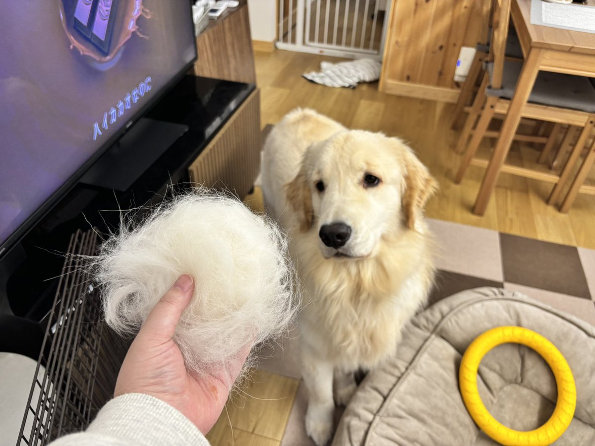 はみゅ*@火木配信中 tweet media