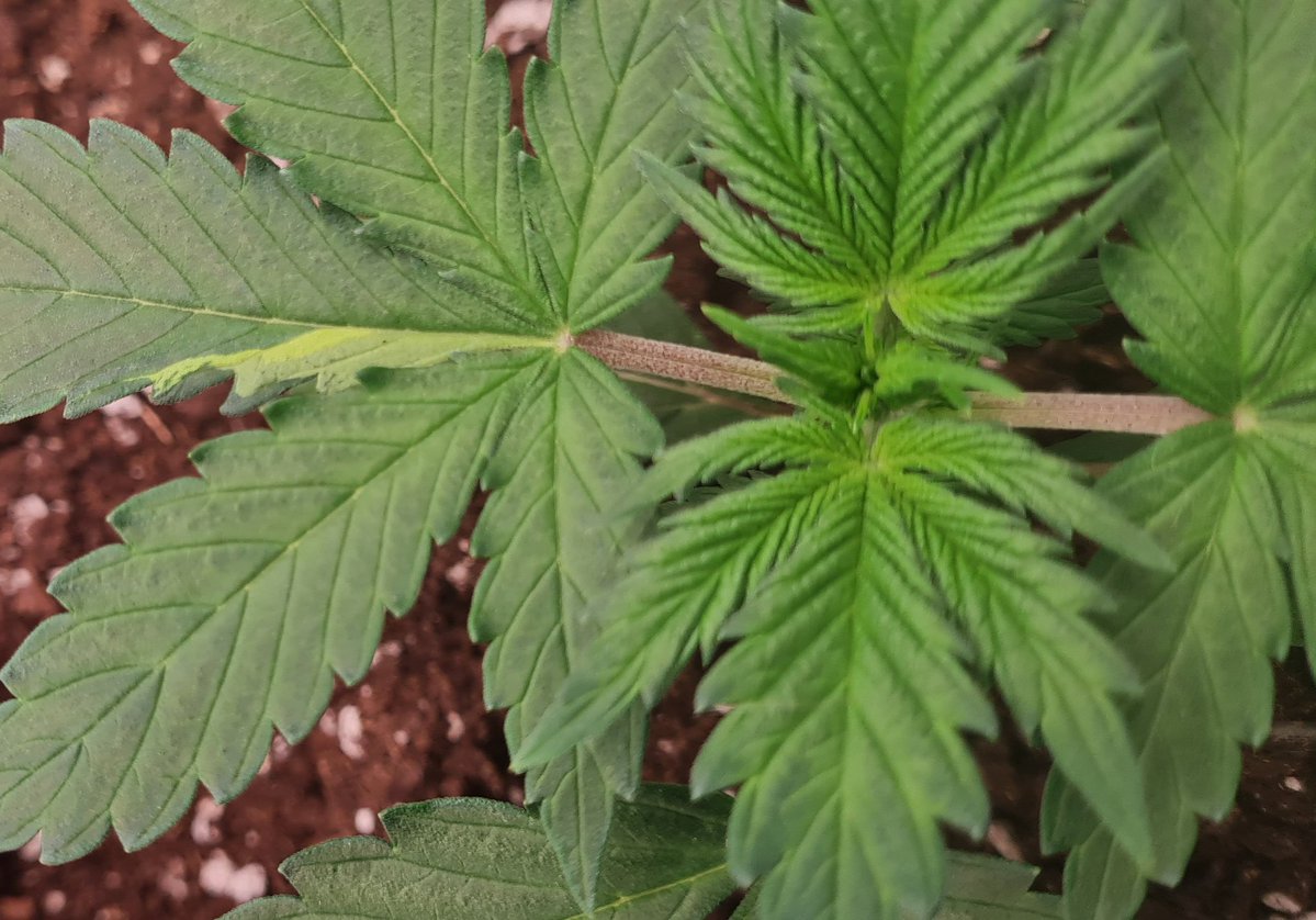 ♤《•Absteme ATH•》♤ tweet media