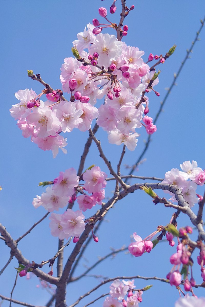 成瀬 瑛翔｜なるせ えいと tweet media