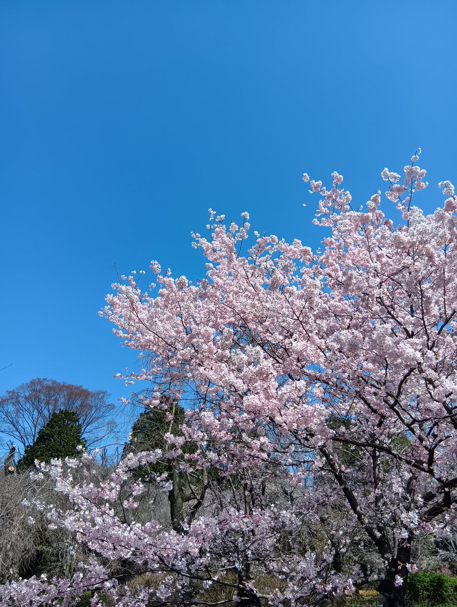 ミモザ mimosa tweet media