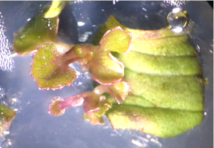 福井県立大学生物資源学部生物資源学科 tweet media