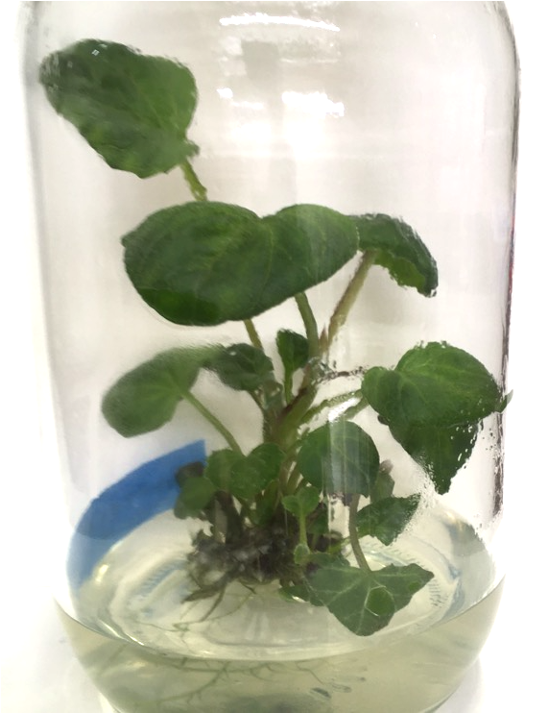 福井県立大学生物資源学部生物資源学科 tweet media