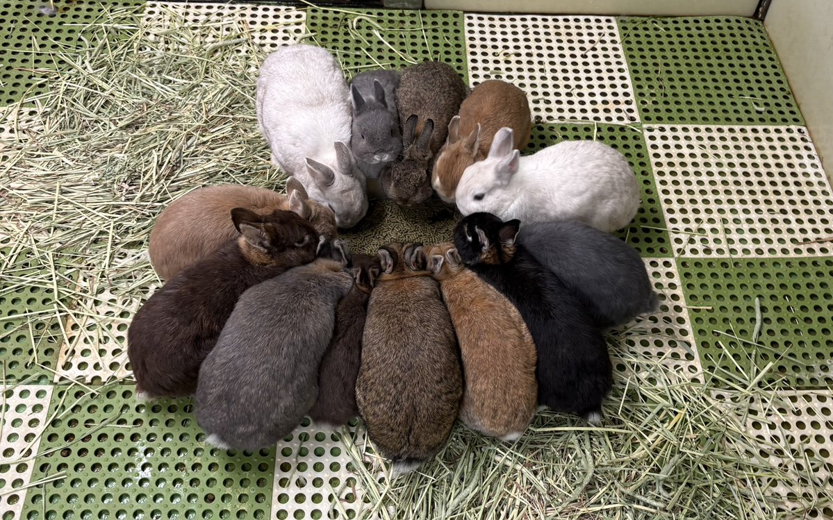 今日も輪になってもぐもぐ！

#ウサギ #ネザーランドドワーフ　#八木山動物公園　#八木山　＃動物園　＃zoo　＃仙台　＃親子　＃お出かけ